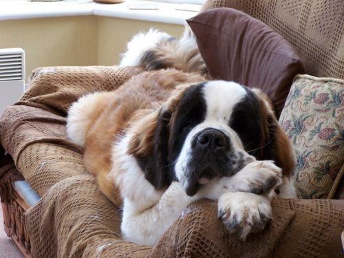 st. bernard...