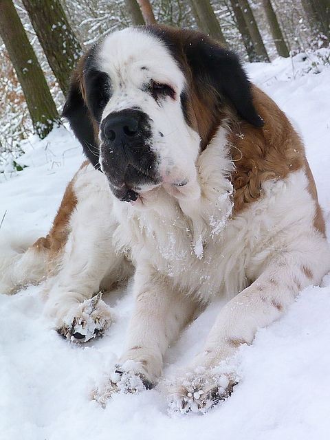 st. bernard...