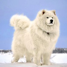 ซามอยด์ (Samoyed)