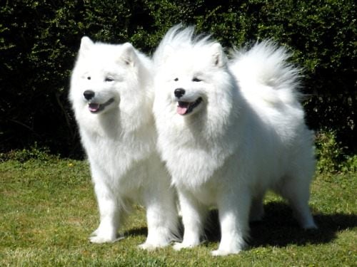 ซามอยด์ (Samoyed)