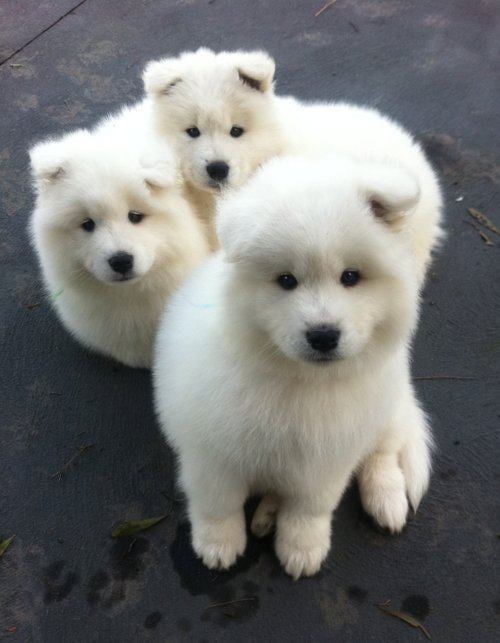 ซามอยด์ (Samoyed)