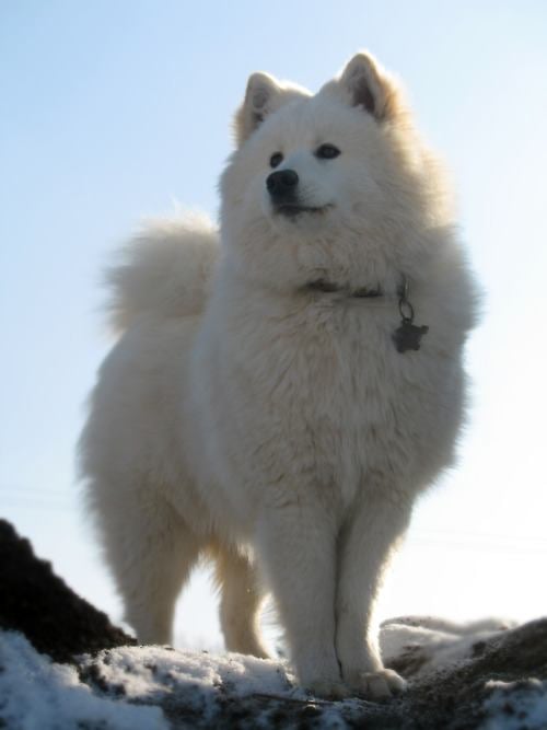 ซามอยด์ (Samoyed)