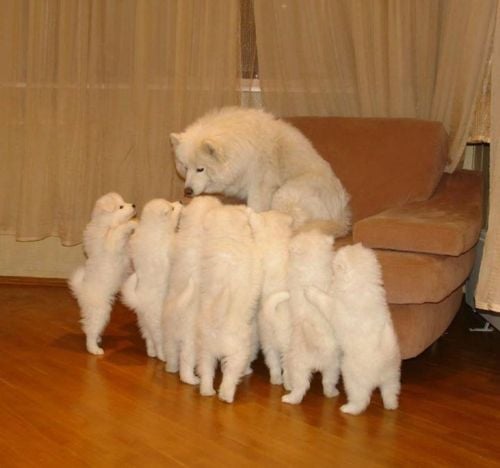 ซามอยด์ (Samoyed)