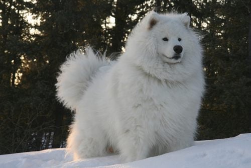 ซามอยด์ (Samoyed)