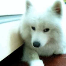 ซามอยด์ (Samoyed)