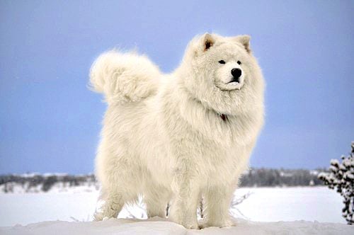 ซามอยด์ (Samoyed)