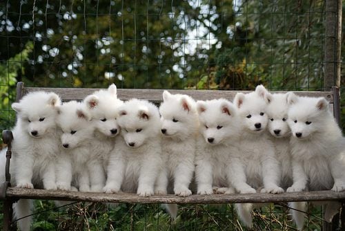 ซามอยด์ (Samoyed)