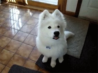 ซามอยด์ (Samoyed)