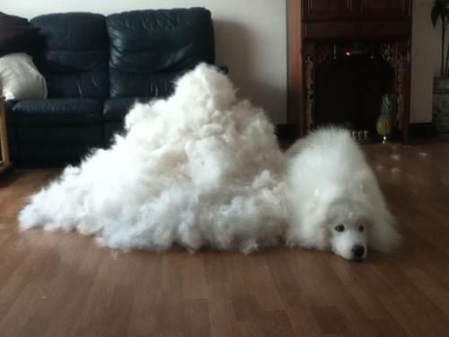 ซามอยด์ (Samoyed)