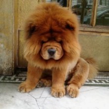 เชาว์ เชาว์ Chow Chow.....