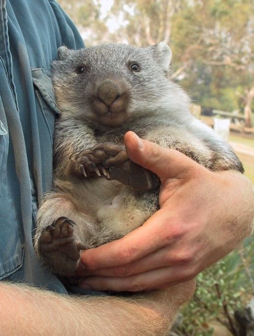 วอมแบท (Wombat)