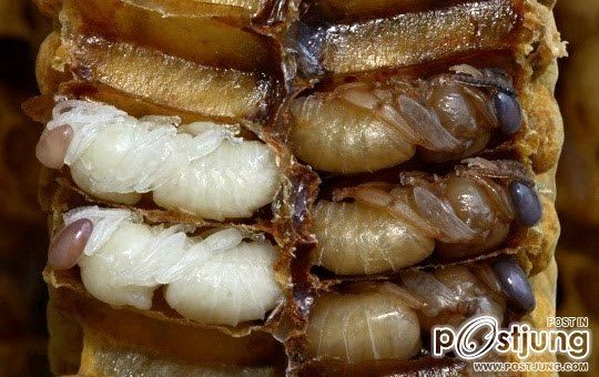 อันดับ 6 Hachinoko หรือตัวอ่อนของผึ้ง ที่เก็บมาจากรัง นำมาปรุงกับซอสถั่วเหลืองและน้ำตาล เป็นขนมขบเคี