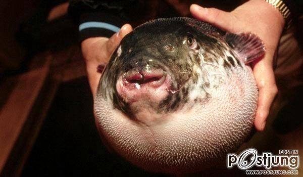 อันดับ 5 Fugu หรือ ปลาปักเป้า แม้ว่าปลาชนิดนี้จะเป็นปลาที่มีพิษร้ายแรงถึงขั้นทำให้เสียชีวิตได้ และก็