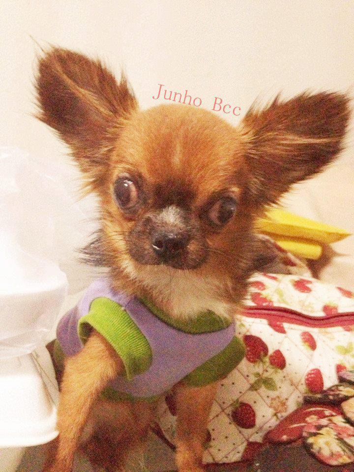 Junho ^^ chihuahua
