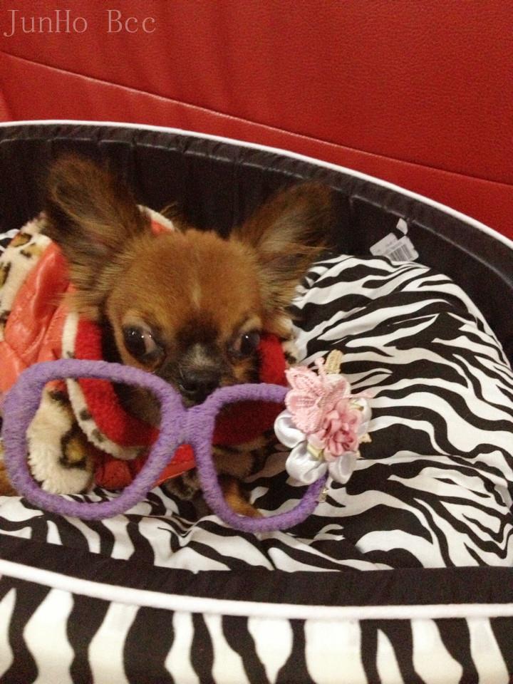 Junho ^^ chihuahua