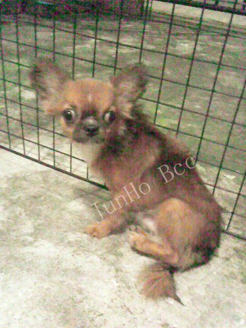 Junho ^^ chihuahua