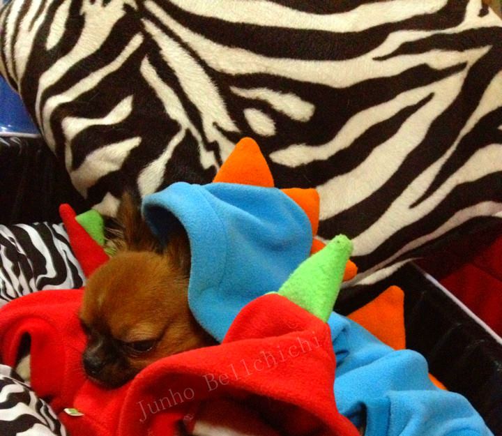 Junho ^^ chihuahua
