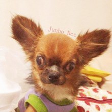 Junho ^^ chihuahua