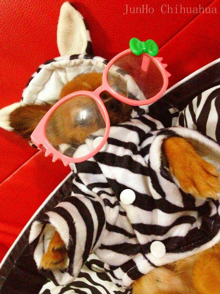 Junho ^^ chihuahua