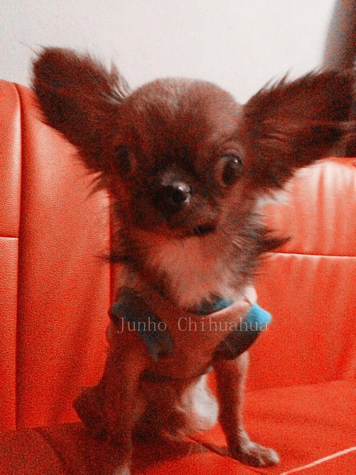 Junho ^^ chihuahua