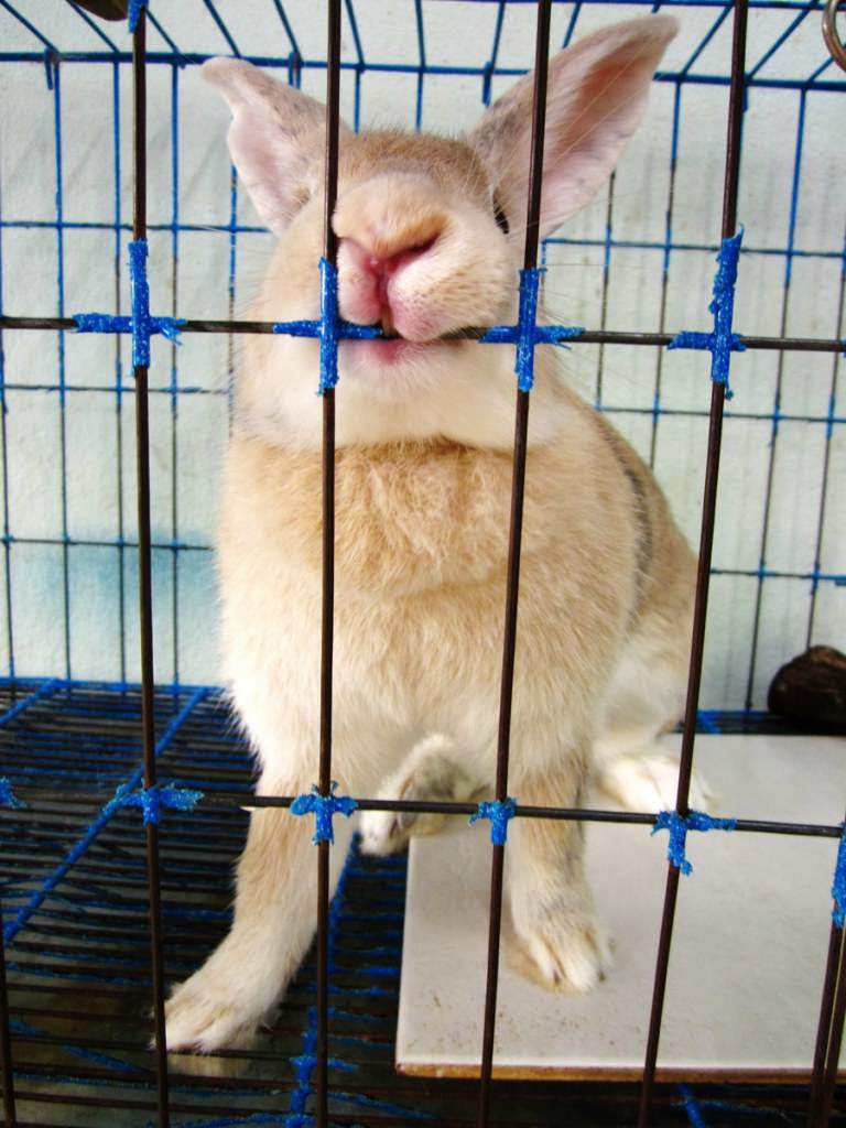 ไอ้ตัวเล็ก