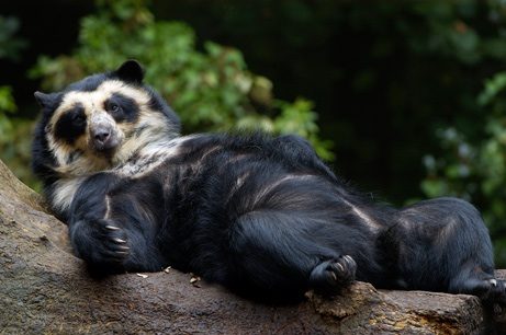 Andean Bears i