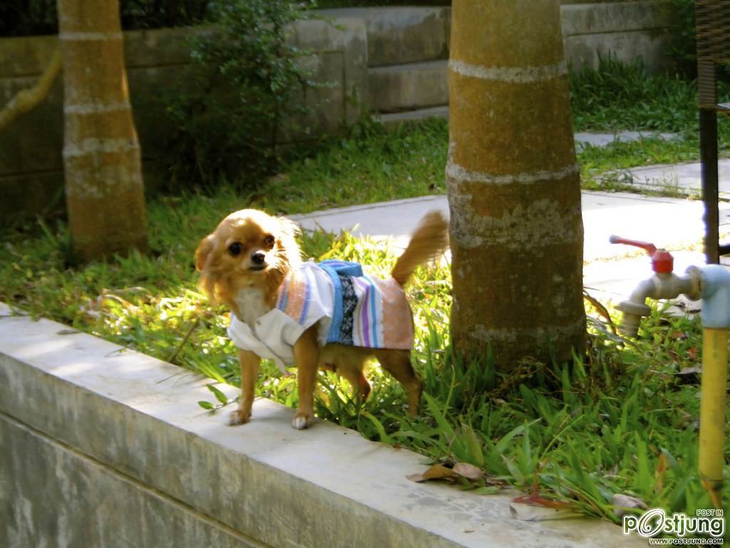 หนูอยู่นี้