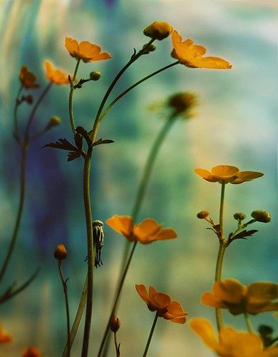 สวัสดีปีใหม่ครับ