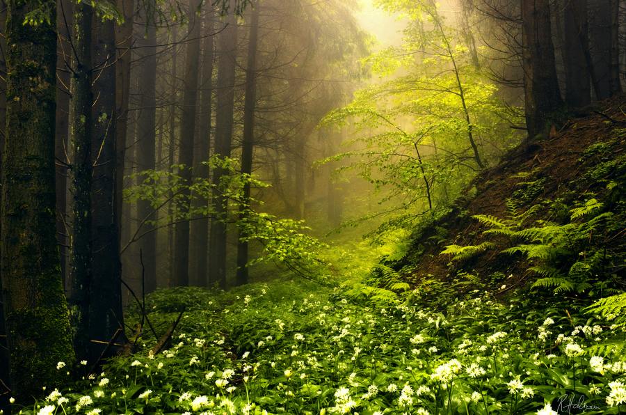 สวัสดีปีใหม่ครับ