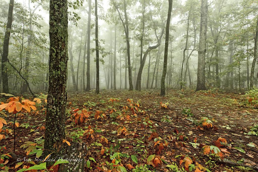 สวัสดีปีใหม่ครับ