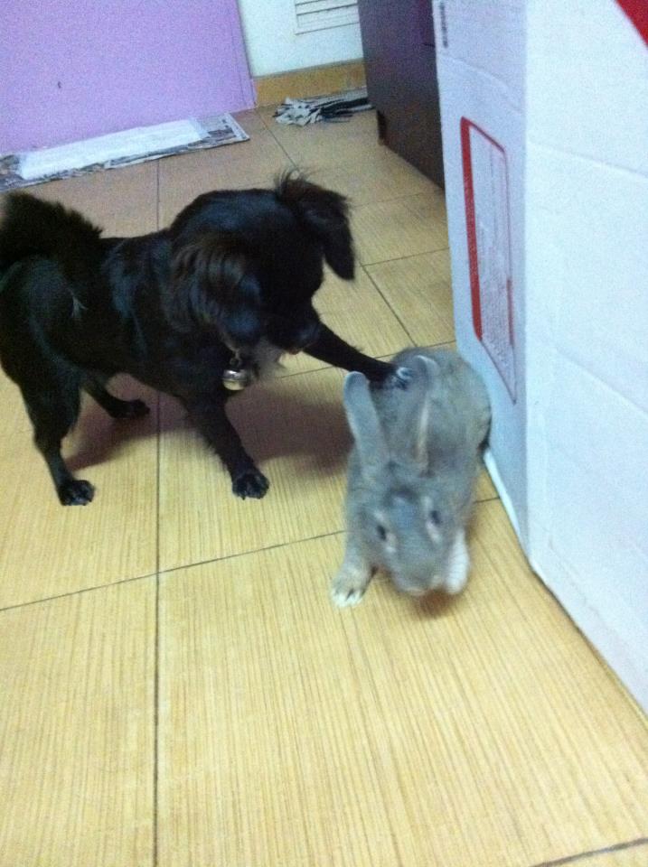 หมาน้อยนักโพส ^^