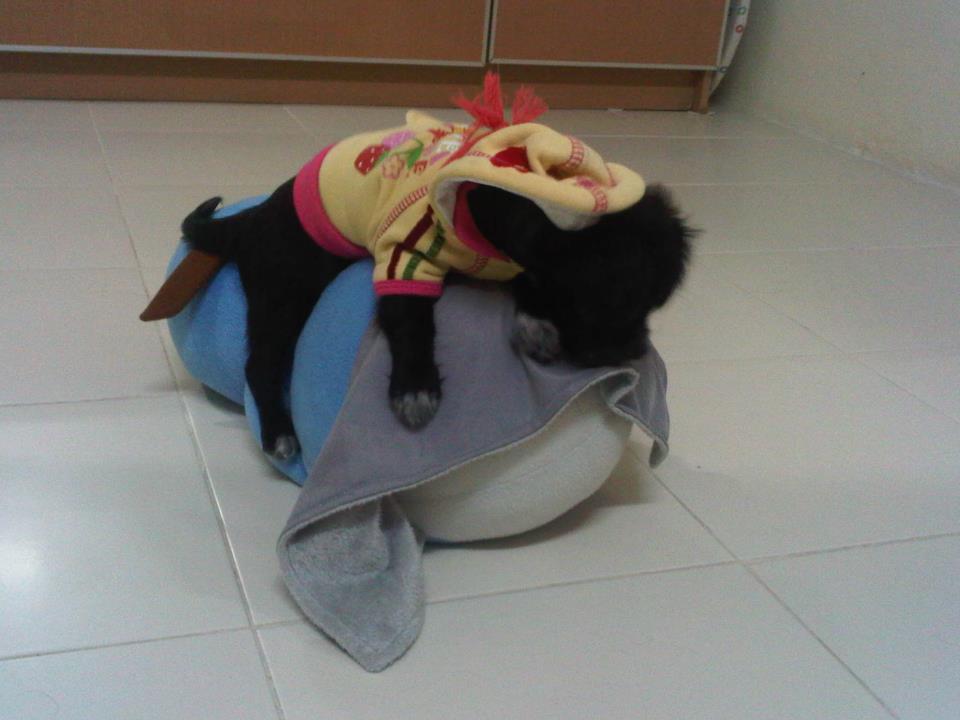 หมาน้อยนักโพส ^^