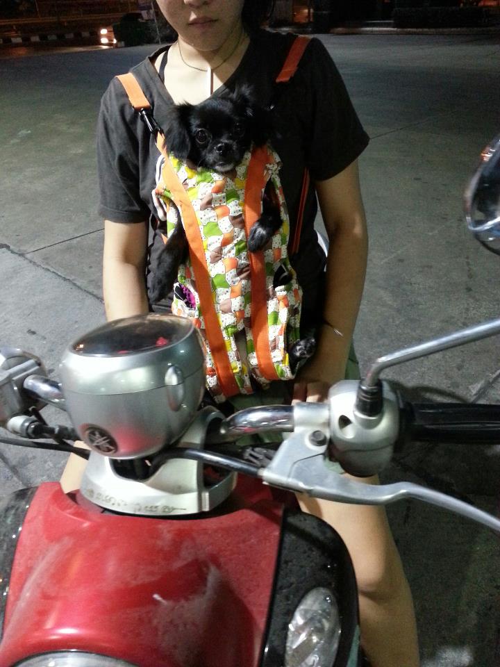 หมาน้อยนักโพส ^^