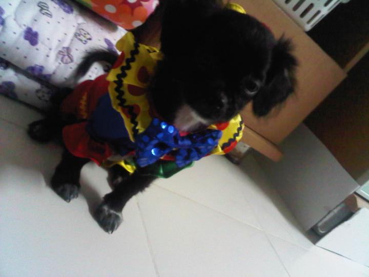 หมาน้อยนักโพส ^^