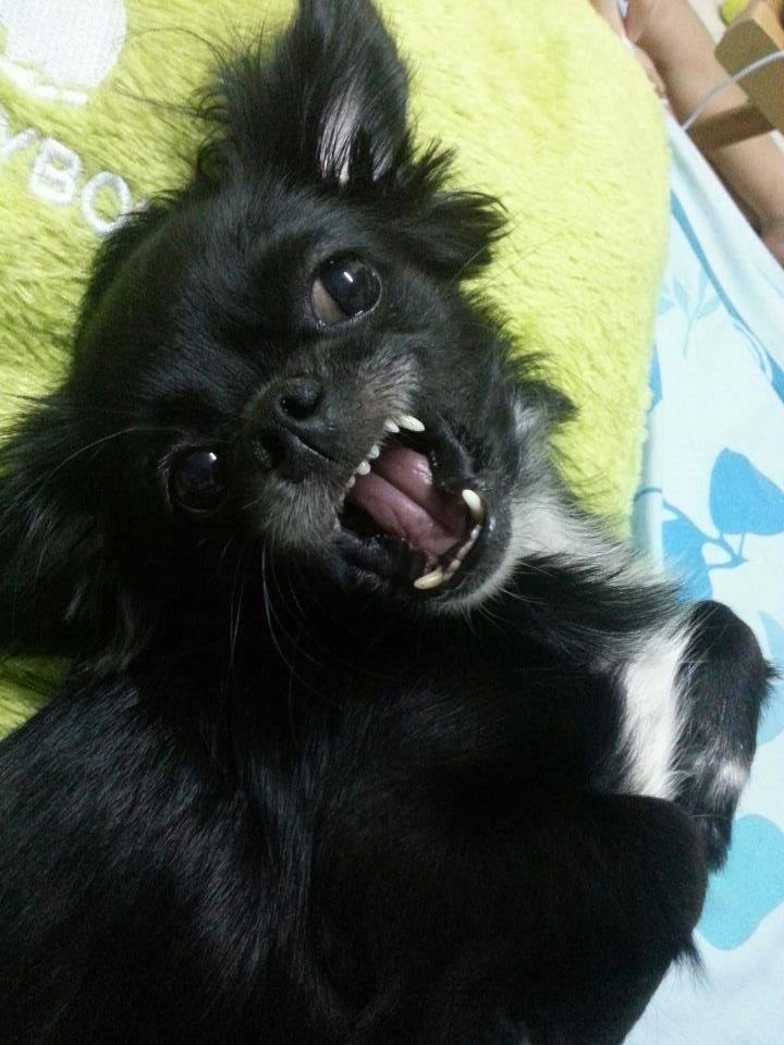 หมาน้อยนักโพส ^^