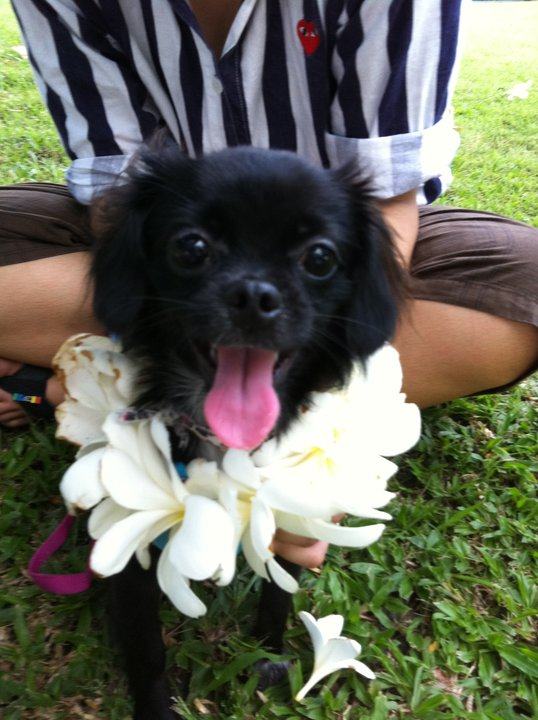 หมาน้อยนักโพส ^^