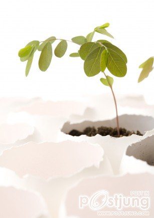 Eggshell Art by Nosigner