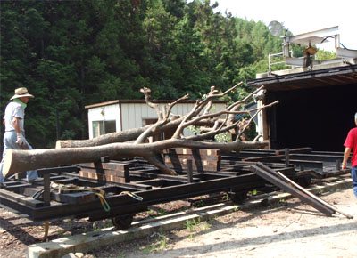 A Landscape of Memories | Garden Tree House by Hironaka Ogawa