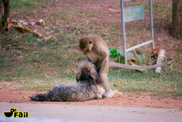 อีกหนึ่งตำนานรักข้ามสายพันธ์