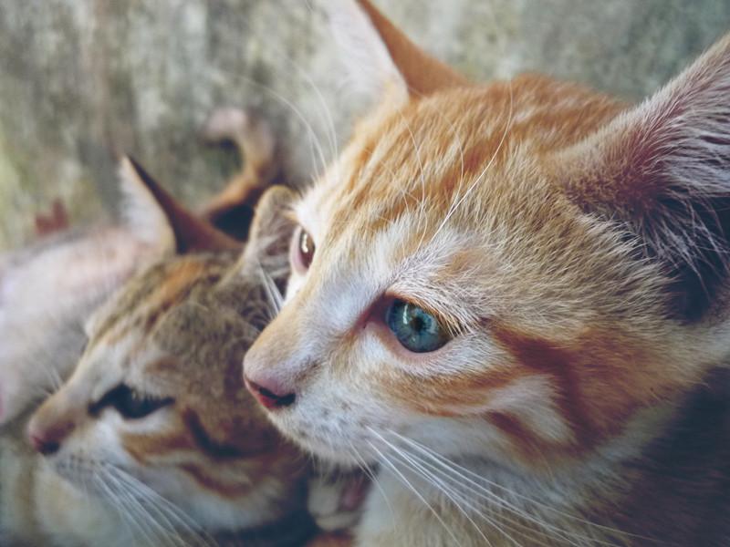 Kitten