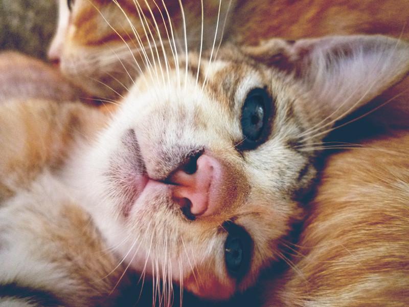 Kitten