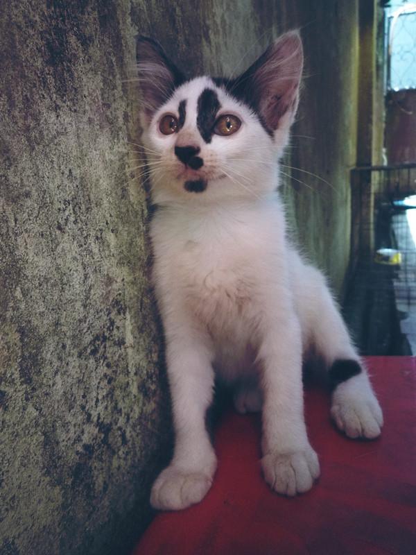 Kitten