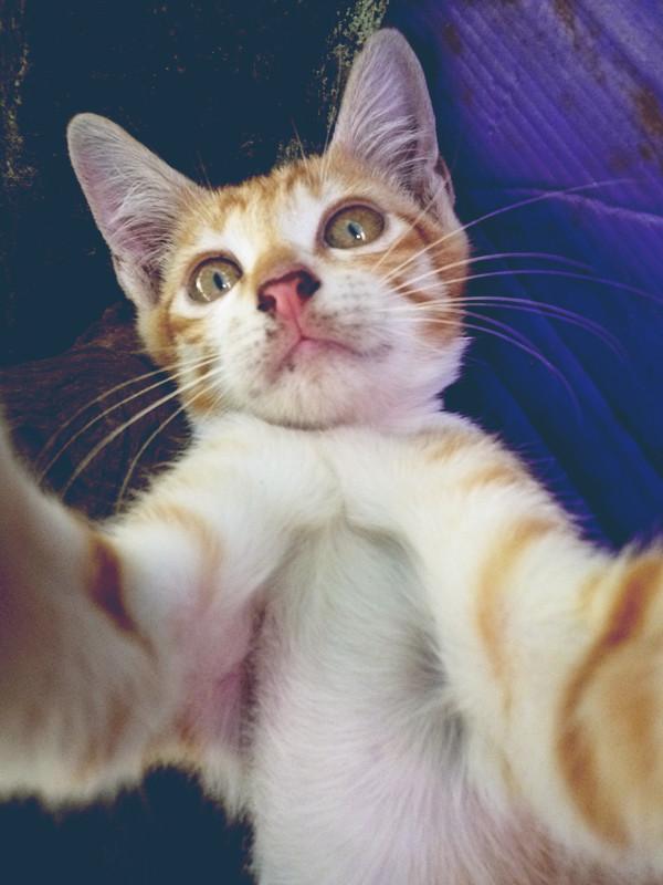 Kitten