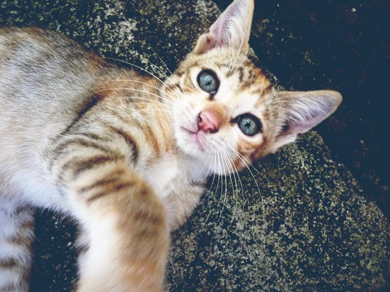 Kitten