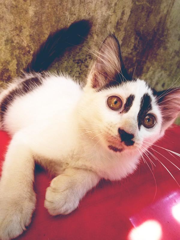 Kitten