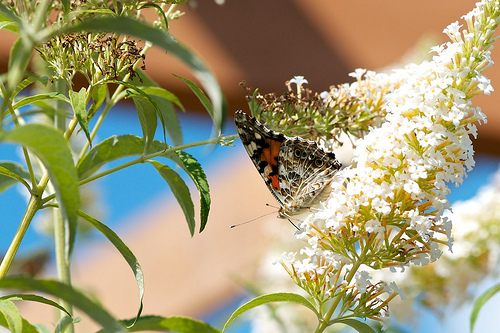 A beautiful World 17