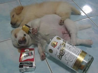 สัตว์น่าร๊าก น่าเอ็นดู