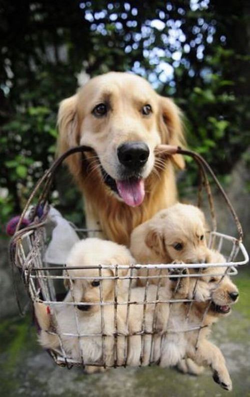 สัตว์น่าร๊าก น่าเอ็นดู