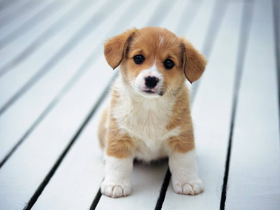 สัตว์น่าร๊าก น่าเอ็นดู