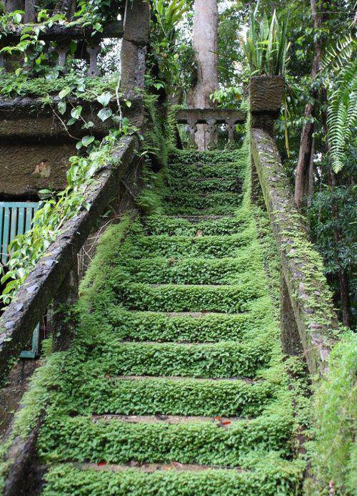 green, tree,nature 2